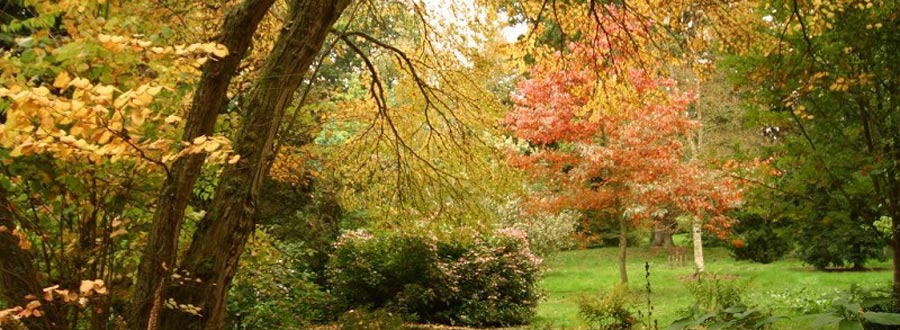 Autumn colour at Batsford Arboretum