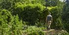 A gardener walks through the Kitchen Garden